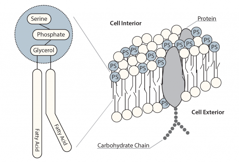 Phosphatidylserine: Cell Membrane Nutrient for Stress Resiliency