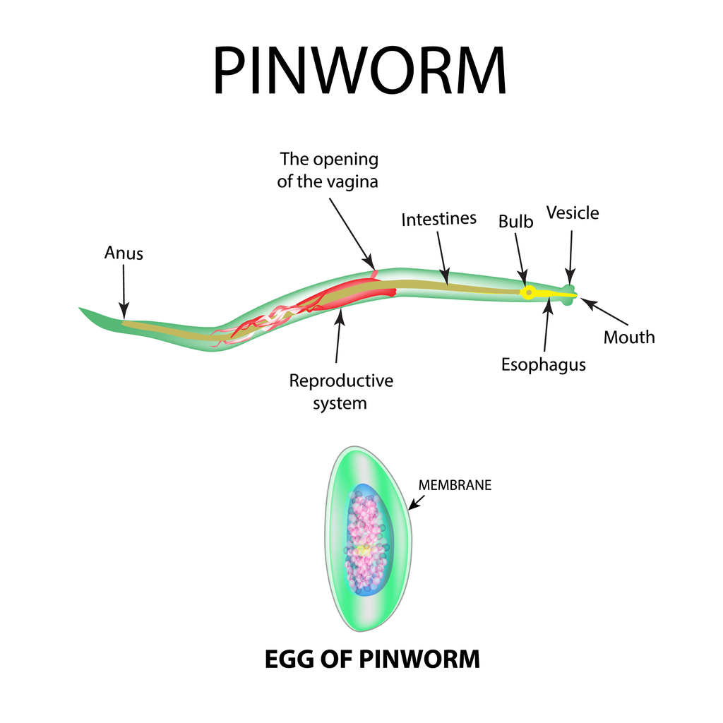pinworms in poop after treatment