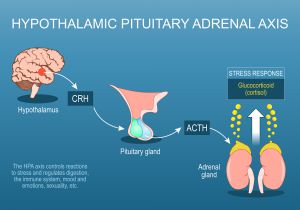 The Impact of Toxic Metals on the Hypothalamic-Pituitary-Adrenal (HPA) Axis